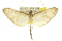  ( - 10ANIC-10204)  @13 [ ] CreativeCommons - Attribution (2010) CBG Photography Group Centre for Biodiversity Genomics