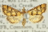  ( - 10ANIC-10298)  @11 [ ] CreativeCommons - Attribution (2010) CBG Photography Group Centre for Biodiversity Genomics
