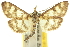  ( - 10ANIC-10300)  @11 [ ] CreativeCommons - Attribution (2010) CBG Photography Group Centre for Biodiversity Genomics