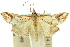  ( - 10ANIC-10305)  @14 [ ] CreativeCommons - Attribution (2010) CBG Photography Group Centre for Biodiversity Genomics