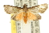  ( - 10ANIC-10348)  @14 [ ] CreativeCommons - Attribution (2010) CBG Photography Group Centre for Biodiversity Genomics