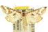  ( - 10ANIC-10373)  @14 [ ] CreativeCommons - Attribution (2010) CBG Photography Group Centre for Biodiversity Genomics