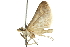  ( - 10ANIC-10374)  @12 [ ] CreativeCommons - Attribution (2010) CBG Photography Group Centre for Biodiversity Genomics