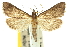  ( - 10ANIC-10403)  @14 [ ] CreativeCommons - Attribution (2010) CBG Photography Group Centre for Biodiversity Genomics