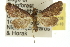  ( - 10ANIC-10438)  @14 [ ] CreativeCommons - Attribution (2010) CBG Photography Group Centre for Biodiversity Genomics
