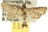  ( - 10ANIC-10440)  @14 [ ] CreativeCommons - Attribution (2010) CBG Photography Group Centre for Biodiversity Genomics