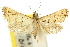  ( - 10ANIC-10441)  @11 [ ] CreativeCommons - Attribution (2010) CBG Photography Group Centre for Biodiversity Genomics
