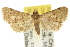  ( - 10ANIC-10451)  @11 [ ] CreativeCommons - Attribution (2010) CBG Photography Group Centre for Biodiversity Genomics