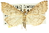  ( - 10ANIC-10452)  @11 [ ] CreativeCommons - Attribution (2010) CBG Photography Group Centre for Biodiversity Genomics