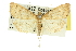  ( - 10ANIC-10453)  @11 [ ] CreativeCommons - Attribution (2010) CBG Photography Group Centre for Biodiversity Genomics