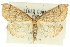  ( - 10ANIC-10454)  @11 [ ] CreativeCommons - Attribution (2010) CBG Photography Group Centre for Biodiversity Genomics