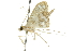  ( - 10ANIC-10527)  @13 [ ] CreativeCommons - Attribution (2010) CBG Photography Group Centre for Biodiversity Genomics