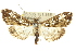 ( - 10ANIC-10539)  @14 [ ] CreativeCommons - Attribution (2010) CBG Photography Group Centre for Biodiversity Genomics