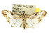  ( - 10ANIC-10541)  @14 [ ] CreativeCommons - Attribution (2010) CBG Photography Group Centre for Biodiversity Genomics