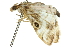  ( - 10ANIC-10542)  @13 [ ] CreativeCommons - Attribution (2010) CBG Photography Group Centre for Biodiversity Genomics