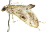  ( - 10ANIC-10543)  @13 [ ] CreativeCommons - Attribution (2010) CBG Photography Group Centre for Biodiversity Genomics