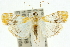  (Macaretaera - 10ANIC-10623)  @15 [ ] CreativeCommons - Attribution (2010) CBG Photography Group Centre for Biodiversity Genomics