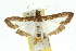  ( - 10ANIC-10627)  @14 [ ] CreativeCommons - Attribution (2010) CBG Photography Group Centre for Biodiversity Genomics