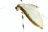  ( - 10ANIC-10632)  @13 [ ] CreativeCommons - Attribution (2010) CBG Photography Group Centre for Biodiversity Genomics