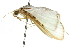  ( - 10ANIC-10637)  @12 [ ] CreativeCommons - Attribution (2010) CBG Photography Group Centre for Biodiversity Genomics