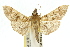  ( - 10ANIC-10639)  @11 [ ] CreativeCommons - Attribution (2010) CBG Photography Group Centre for Biodiversity Genomics