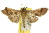  ( - 10ANIC-10640)  @14 [ ] CreativeCommons - Attribution (2010) CBG Photography Group Centre for Biodiversity Genomics