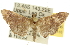  ( - 10ANIC-10645)  @14 [ ] CreativeCommons - Attribution (2010) CBG Photography Group Centre for Biodiversity Genomics