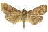  (Omiodes nigriscripta - 10ANIC-10649)  @14 [ ] CreativeCommons - Attribution (2010) CBG Photography Group Centre for Biodiversity Genomics