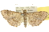  (Omiodes poeonalis - 10ANIC-10654)  @15 [ ] CreativeCommons - Attribution (2010) CBG Photography Group Centre for Biodiversity Genomics