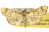  (Omiodes decisalis - 10ANIC-10657)  @15 [ ] CreativeCommons - Attribution (2010) CBG Photography Group Centre for Biodiversity Genomics
