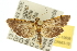  ( - 10ANIC-10659)  @13 [ ] CreativeCommons - Attribution (2010) CBG Photography Group Centre for Biodiversity Genomics
