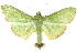  (Parotis marginata - 10ANIC-10684)  @14 [ ] CreativeCommons - Attribution (2010) CBG Photography Group Centre for Biodiversity Genomics