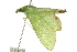  ( - 10ANIC-10686)  @13 [ ] CreativeCommons - Attribution (2010) CBG Photography Group Centre for Biodiversity Genomics