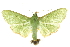  (Parotis incurvata - 10ANIC-10687)  @15 [ ] CreativeCommons - Attribution (2010) CBG Photography Group Centre for Biodiversity Genomics