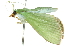  (Parotis marinata - 10ANIC-10693)  @14 [ ] CreativeCommons - Attribution (2010) CBG Photography Group Centre for Biodiversity Genomics