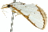  ( - 10ANIC-10750)  @12 [ ] CreativeCommons - Attribution (2010) CBG Photography Group Centre for Biodiversity Genomics