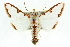  (Cirrhochrista - 10ANIC-10754)  @15 [ ] CreativeCommons - Attribution (2010) CBG Photography Group Centre for Biodiversity Genomics