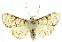  ( - 10ANIC-10779)  @13 [ ] CreativeCommons - Attribution (2010) CBG Photography Group Centre for Biodiversity Genomics