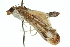  ( - 10ANIC-10808)  @12 [ ] CreativeCommons - Attribution (2010) CBG Photography Group Centre for Biodiversity Genomics