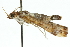  (Agathodes paliscia - 10ANIC-10809)  @12 [ ] CreativeCommons - Attribution (2010) CBG Photography Group Centre for Biodiversity Genomics