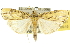  ( - 10ANIC-10831)  @11 [ ] CreativeCommons - Attribution (2010) CBG Photography Group Centre for Biodiversity Genomics