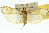  (Tyspanodes - 10ANIC-10839)  @15 [ ] CreativeCommons - Attribution (2010) CBG Photography Group Centre for Biodiversity Genomics