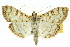  ( - 10ANIC-10893)  @14 [ ] CreativeCommons - Attribution (2010) CBG Photography Group Centre for Biodiversity Genomics