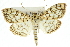  ( - 10ANIC-10894)  @15 [ ] CreativeCommons - Attribution (2010) CBG Photography Group Centre for Biodiversity Genomics
