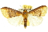  ( - 10ANIC-10977)  @14 [ ] CreativeCommons - Attribution (2010) CBG Photography Group Centre for Biodiversity Genomics
