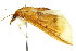  ( - 10ANIC-10978)  @12 [ ] CreativeCommons - Attribution (2010) CBG Photography Group Centre for Biodiversity Genomics