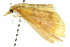  ( - 10ANIC-10979)  @14 [ ] CreativeCommons - Attribution (2010) CBG Photography Group Centre for Biodiversity Genomics