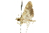  ( - 10ANIC-11003)  @12 [ ] CreativeCommons - Attribution (2010) CBG Photography Group Centre for Biodiversity Genomics