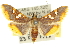  ( - 10ANIC-11029)  @14 [ ] CreativeCommons - Attribution (2010) CBG Photography Group Centre for Biodiversity Genomics