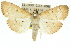  (Protonoceras argocephala - 10ANIC-11077)  @14 [ ] CreativeCommons - Attribution (2010) CBG Photography Group Centre for Biodiversity Genomics